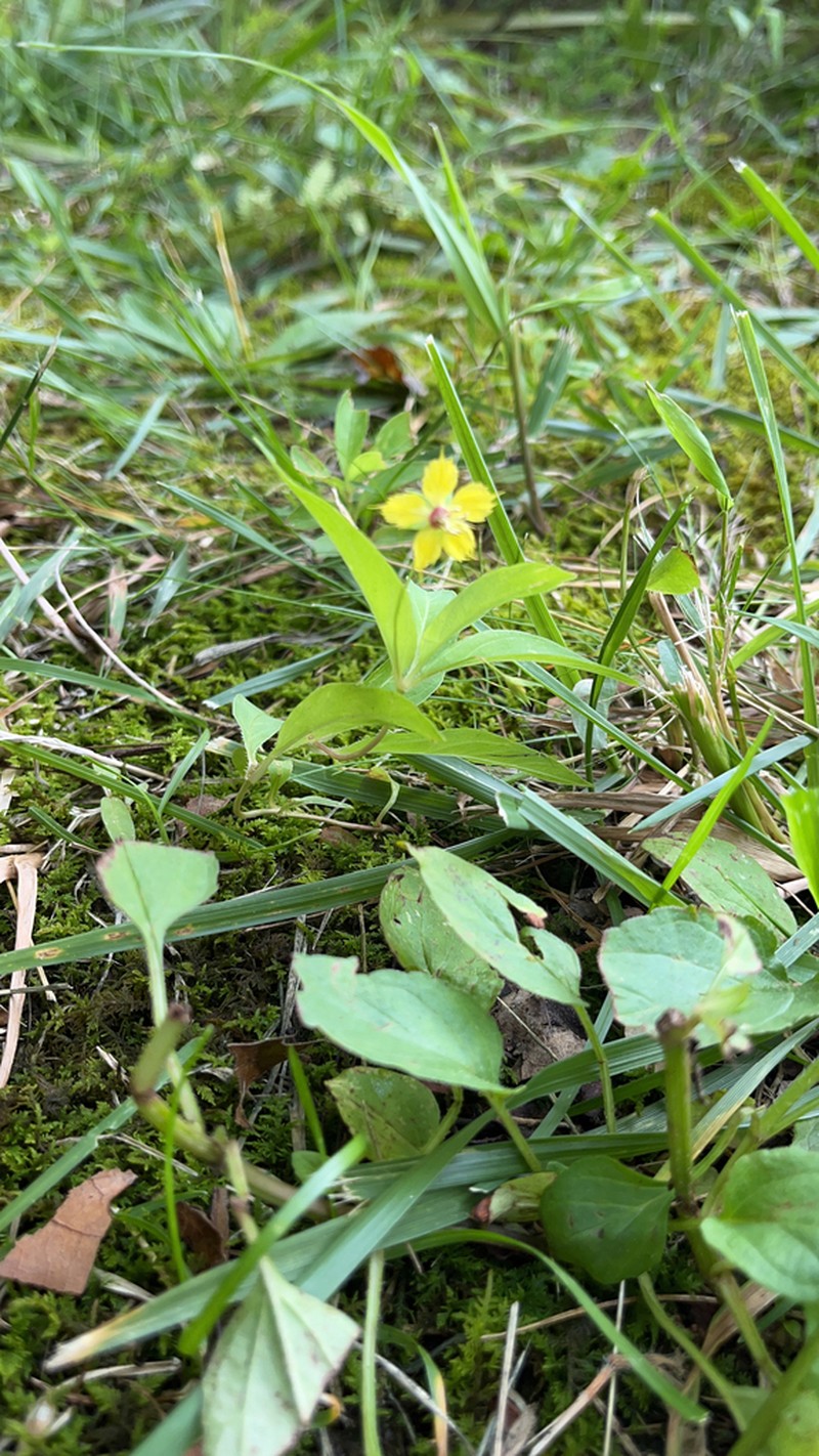 Lanceleaf Loosestrife photo 6