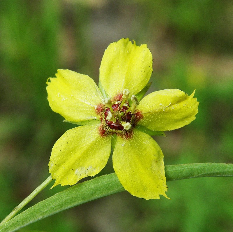 Lanceleaf Loosestrife photo 7