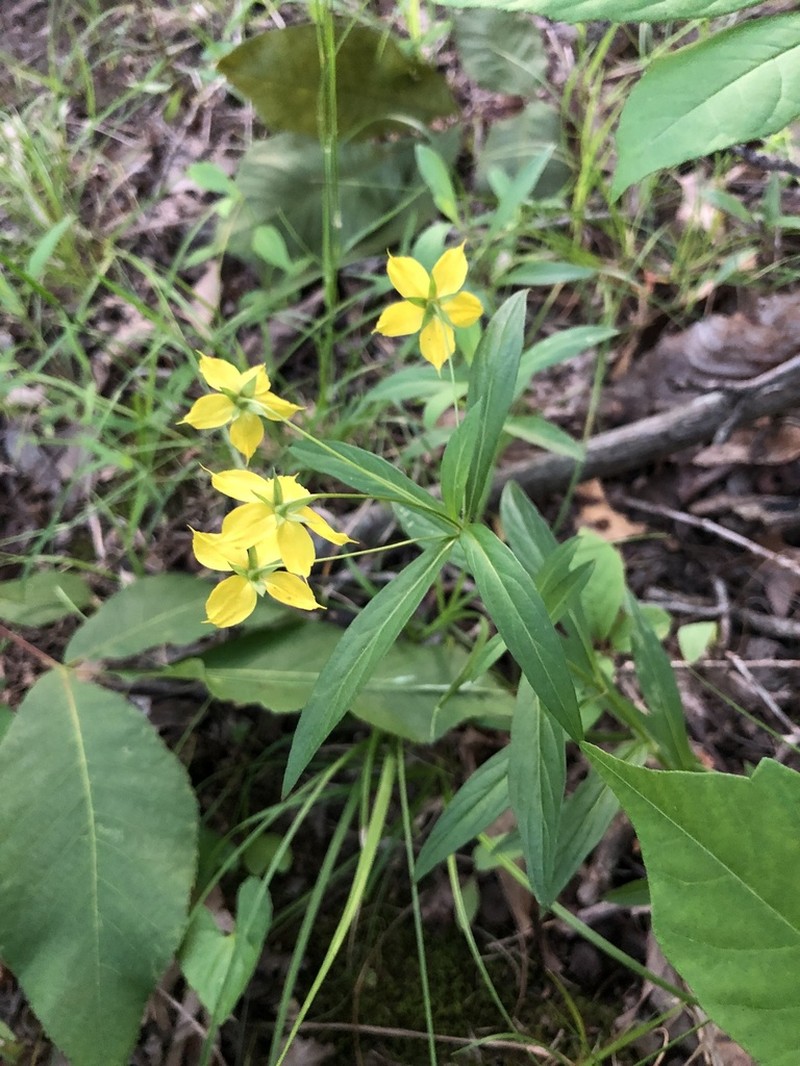 Lanceleaf Loosestrife photo 8