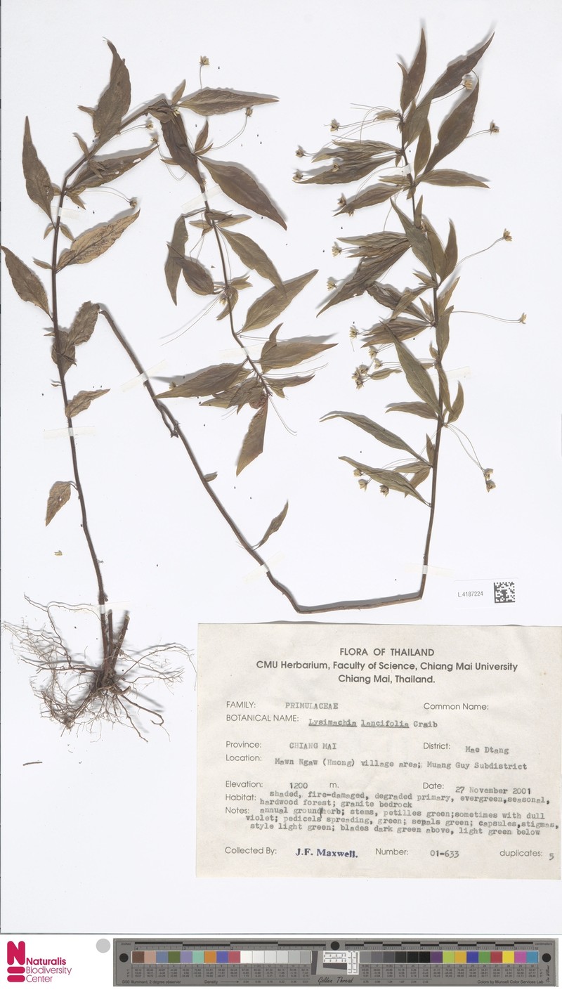 Lysimachia lancifolia
