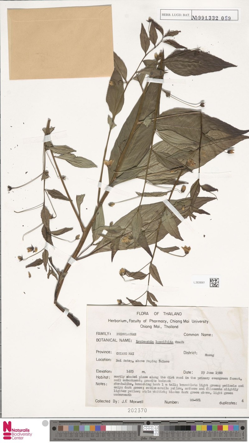 Lysimachia lancifolia photo 2