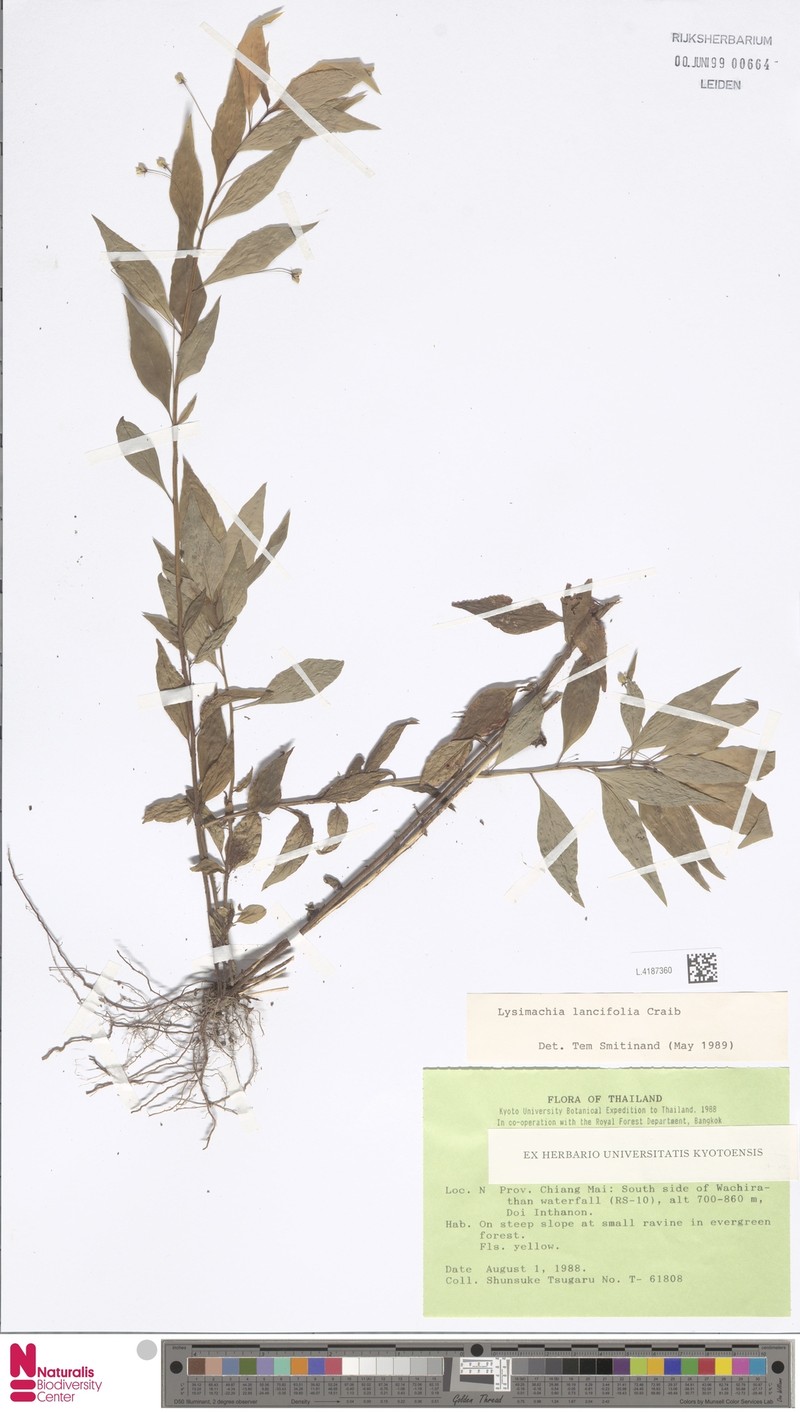 Lysimachia lancifolia photo 3