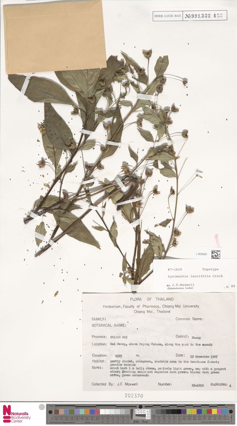 Lysimachia lancifolia photo 4