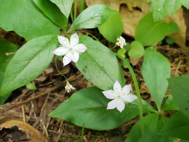 Lysimachia latifolia