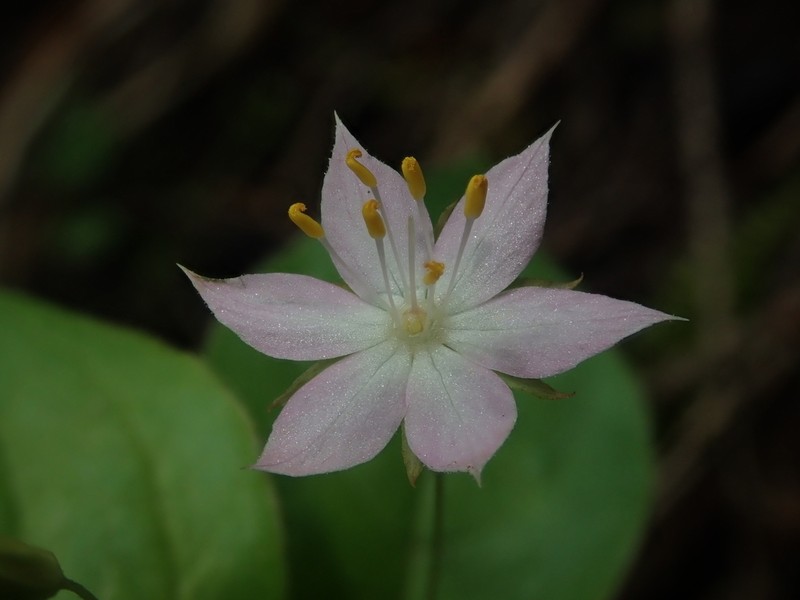 Lysimachia latifolia photo 2