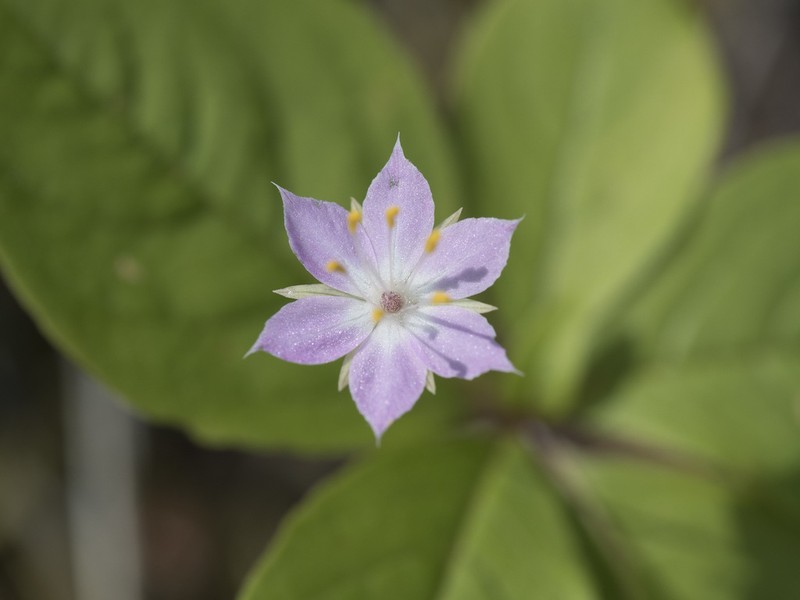 Lysimachia latifolia photo 3