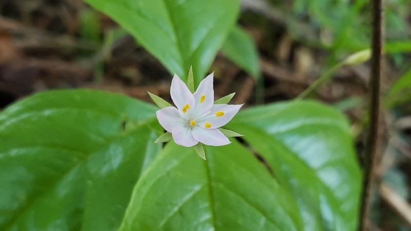 Lysimachia latifolia photo 4