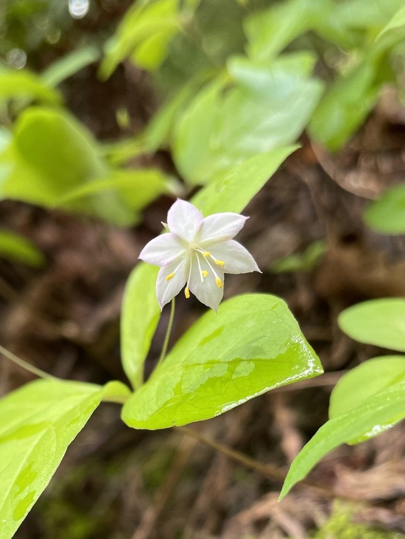 Lysimachia latifolia photo 5