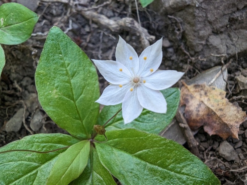 Lysimachia latifolia photo 6