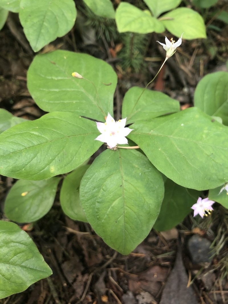Lysimachia latifolia photo 8
