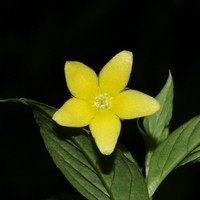 Lysimachia laxa