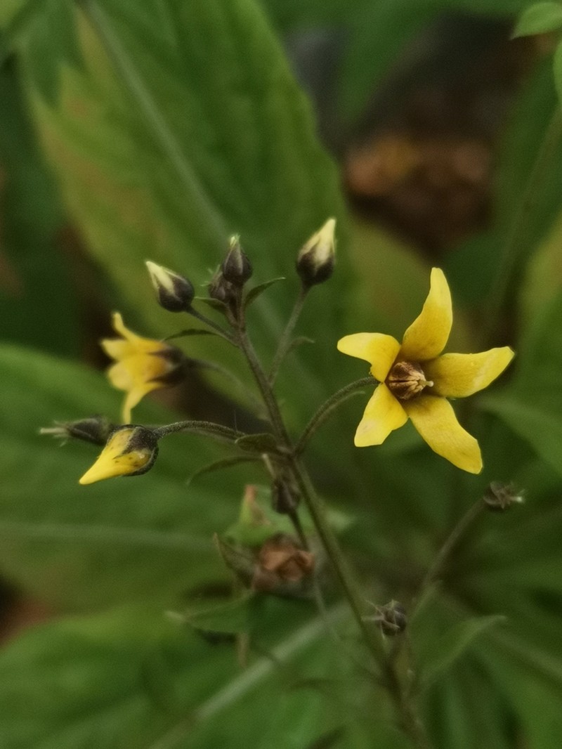 Lysimachia laxa photo 2