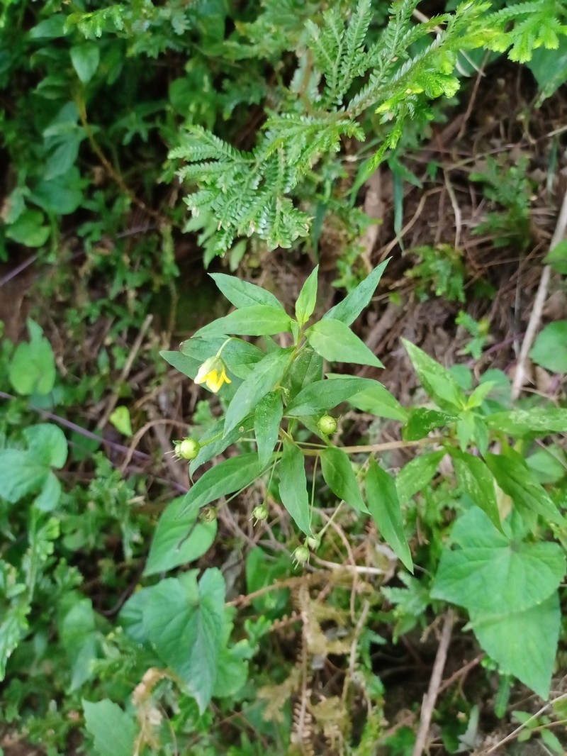 Lysimachia laxa photo 3