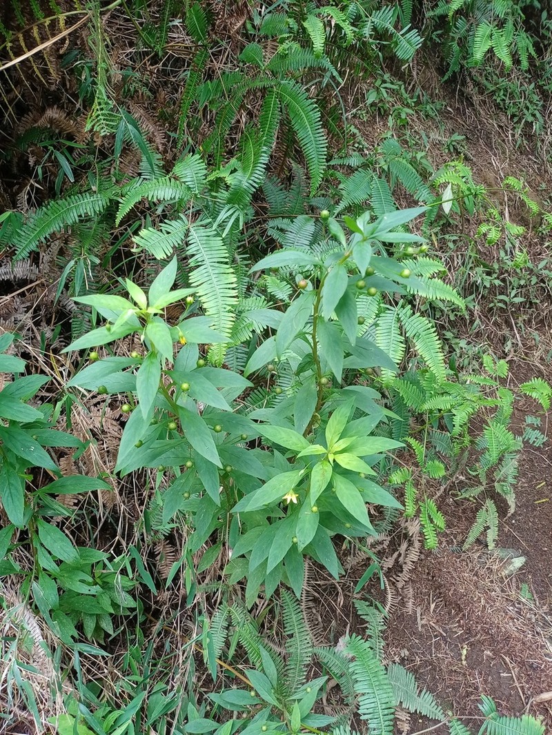 Lysimachia laxa photo 4