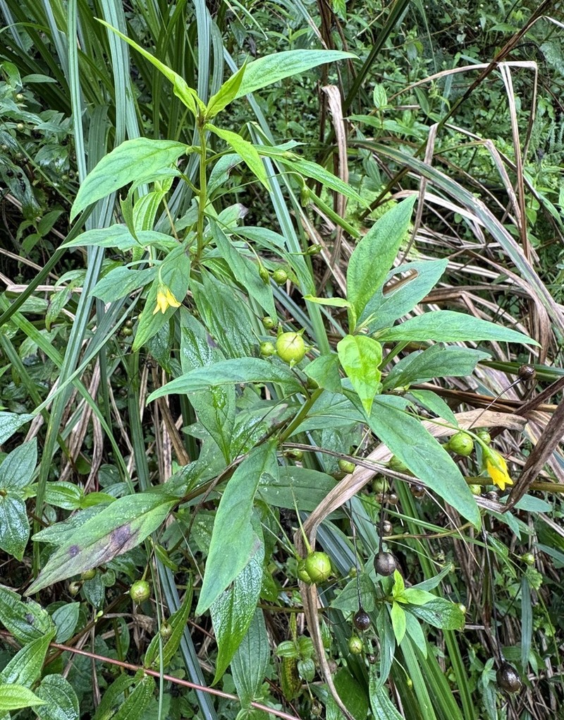Lysimachia laxa photo 5