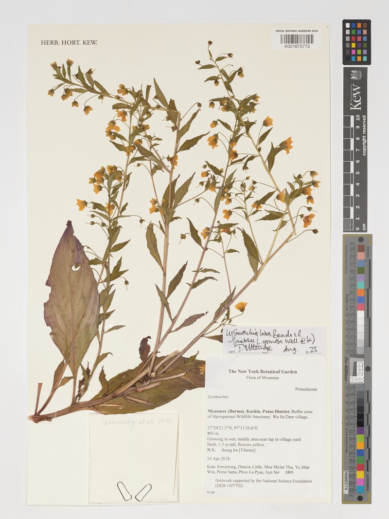 Lysimachia laxa photo 6