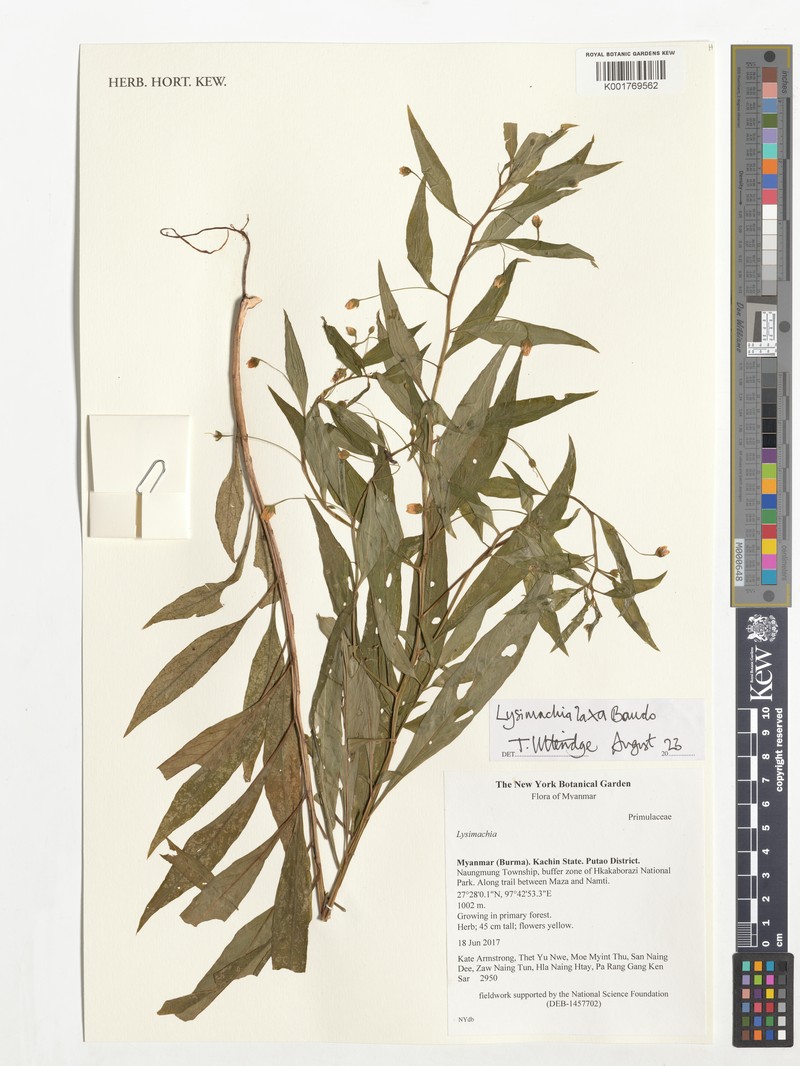 Lysimachia laxa photo 7