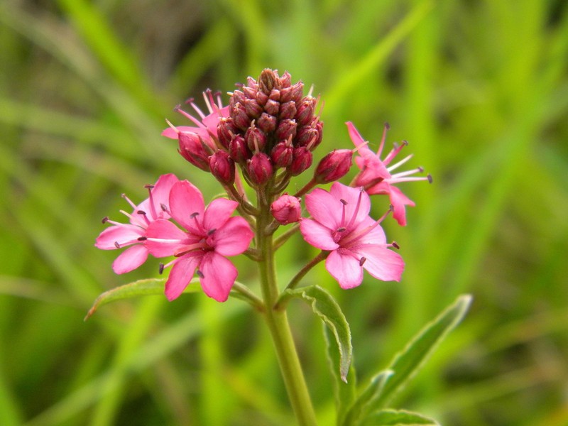 Lysimachia leschenaultii photo 3