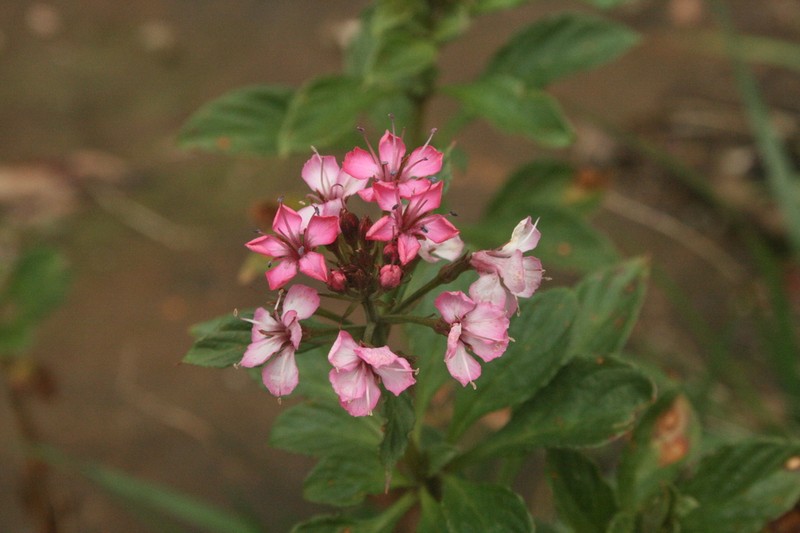 Lysimachia leschenaultii photo 4