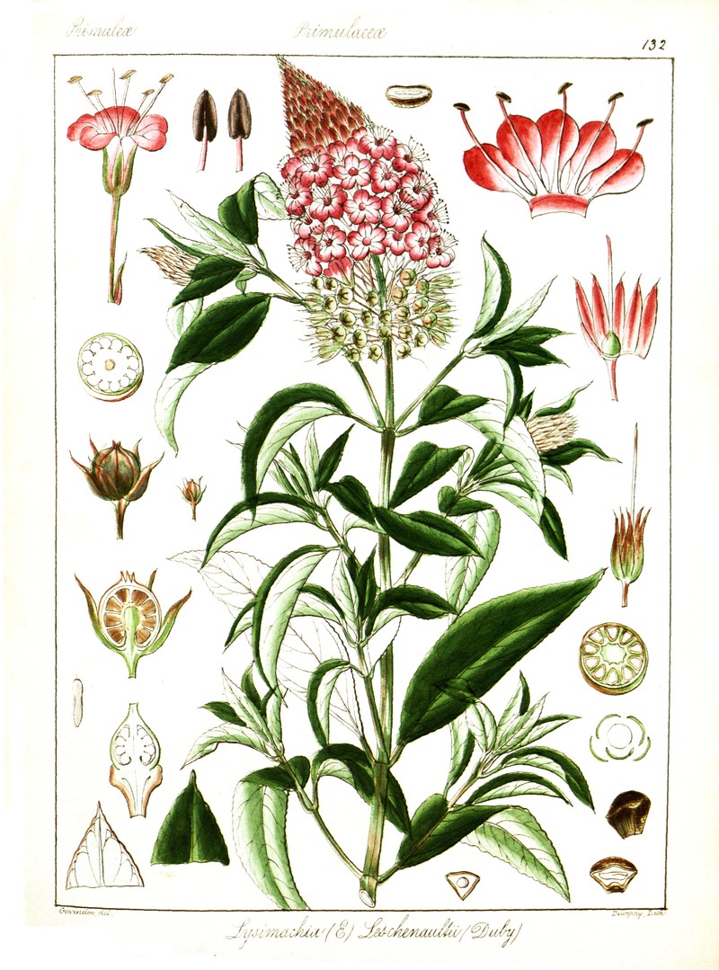 Lysimachia leschenaultii