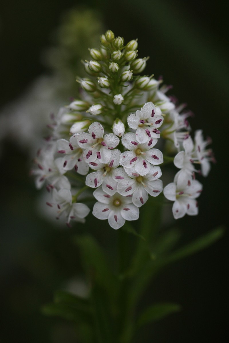 Lysimachia leucantha photo 3
