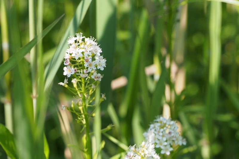 Lysimachia leucantha photo 5