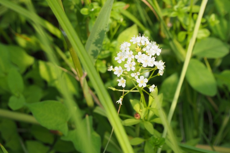Lysimachia leucantha photo 6