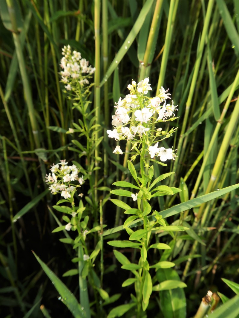 Lysimachia leucantha