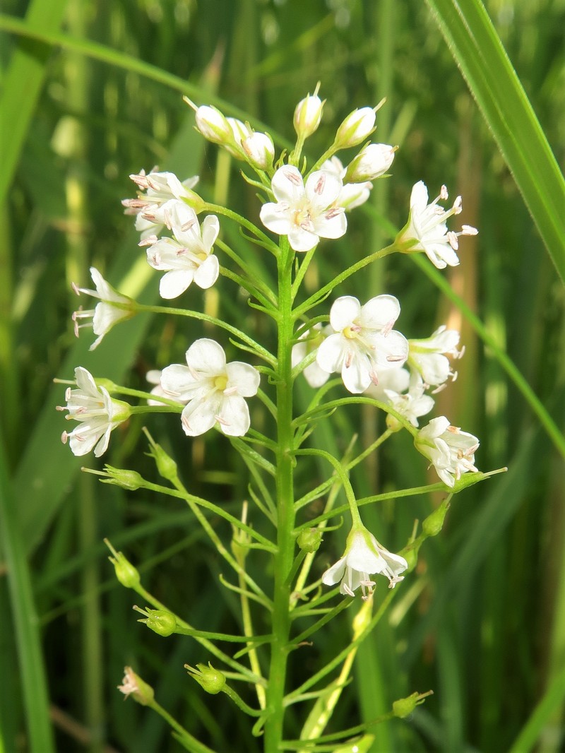 Lysimachia leucantha photo 7