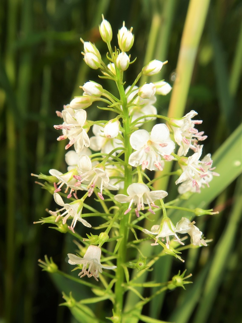 Lysimachia leucantha photo 8