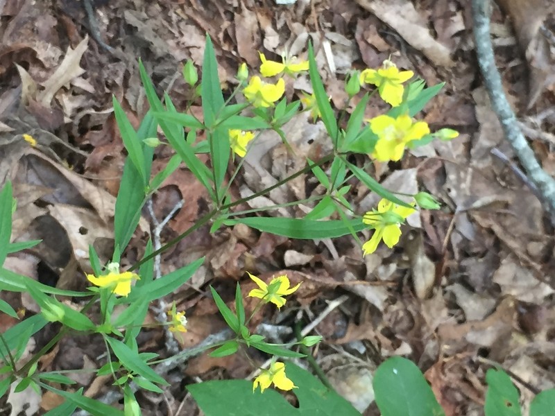 Lysimachia lewisii photo 2