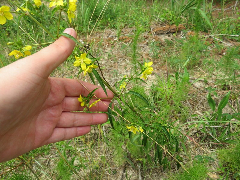 Lysimachia lewisii photo 3
