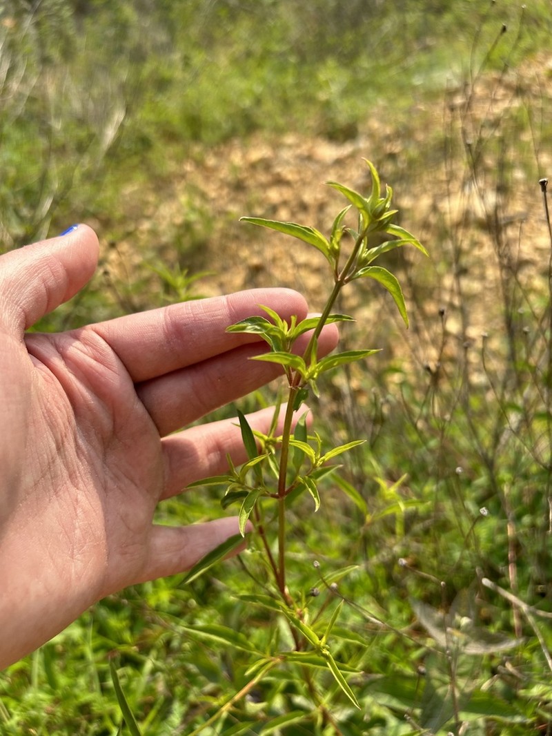 Lysimachia lewisii photo 4