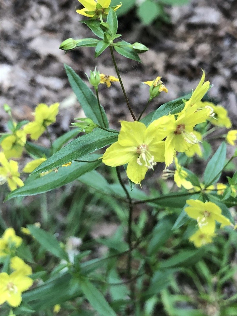 Lysimachia lewisii photo 5