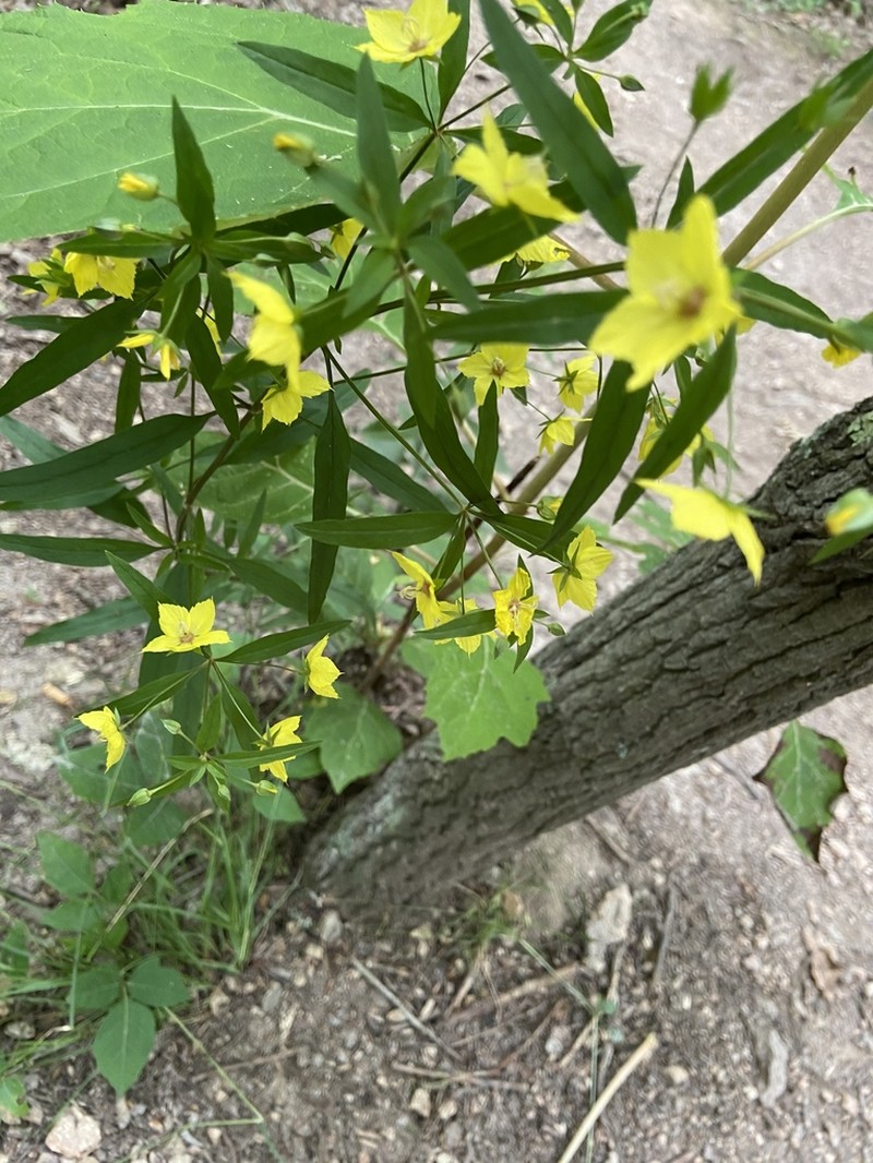 Lysimachia lewisii photo 6