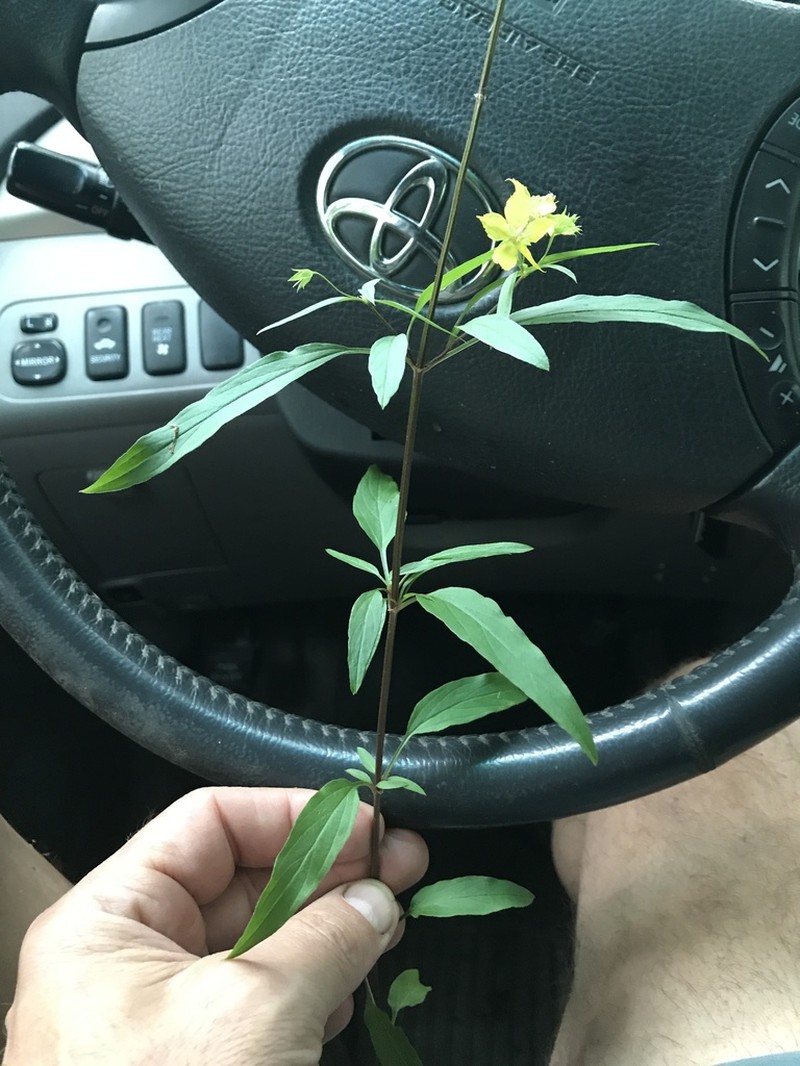 Lysimachia lewisii photo 7
