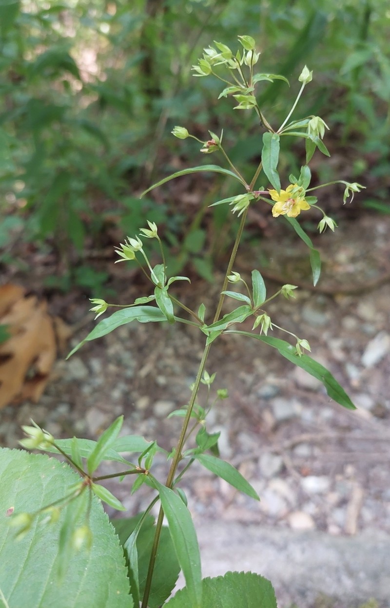 Lysimachia lewisii photo 8