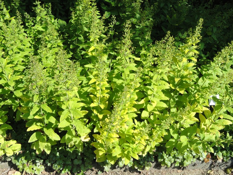 Lysimachia lichiangensis