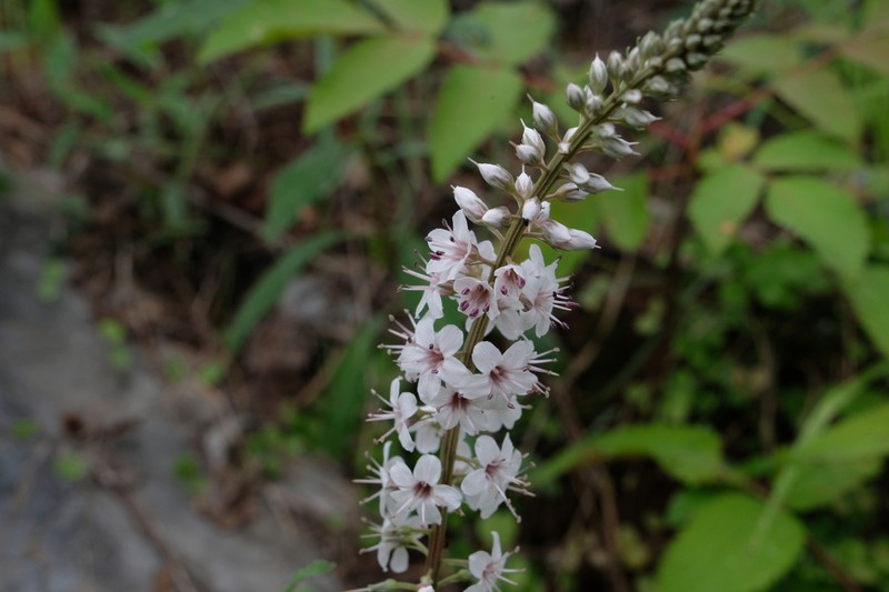Lysimachia lichiangensis photo 2
