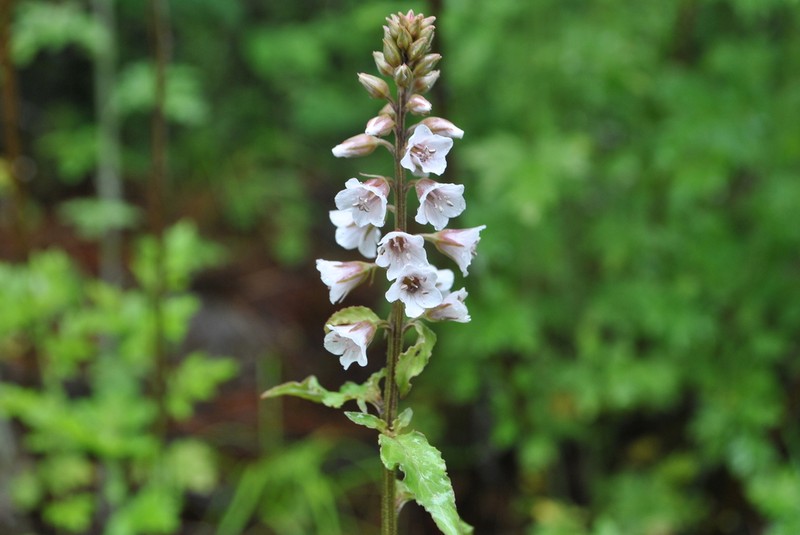 Lysimachia lichiangensis photo 3