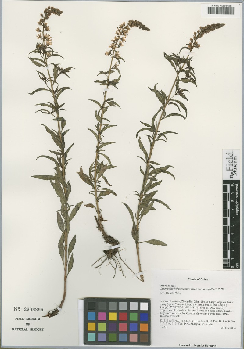 Lysimachia lichiangensis var. xerophylla