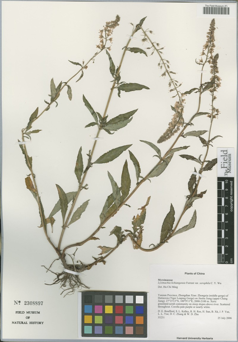 Lysimachia lichiangensis var. xerophylla photo 2