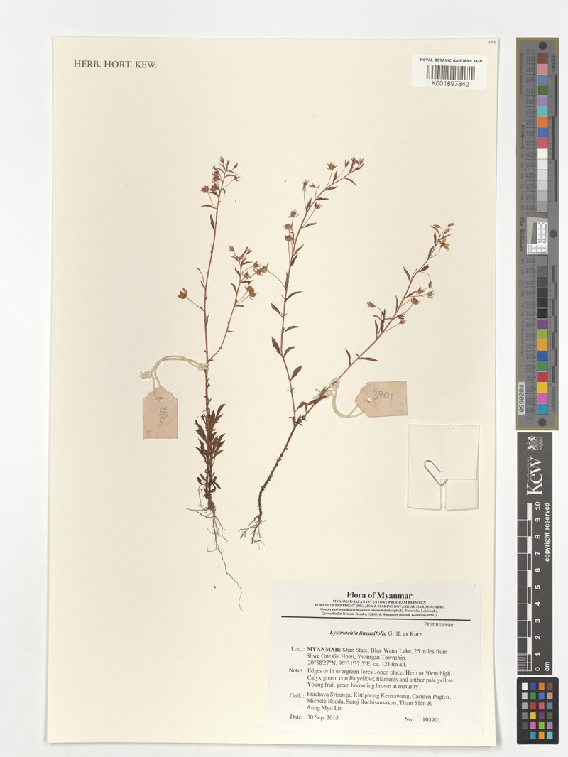 Lysimachia linearifolia