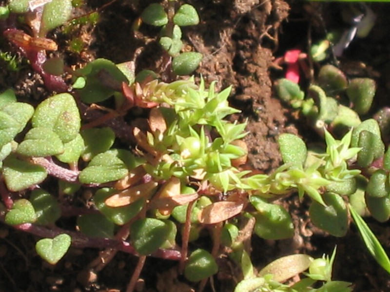 Lysimachia linum-stellatum