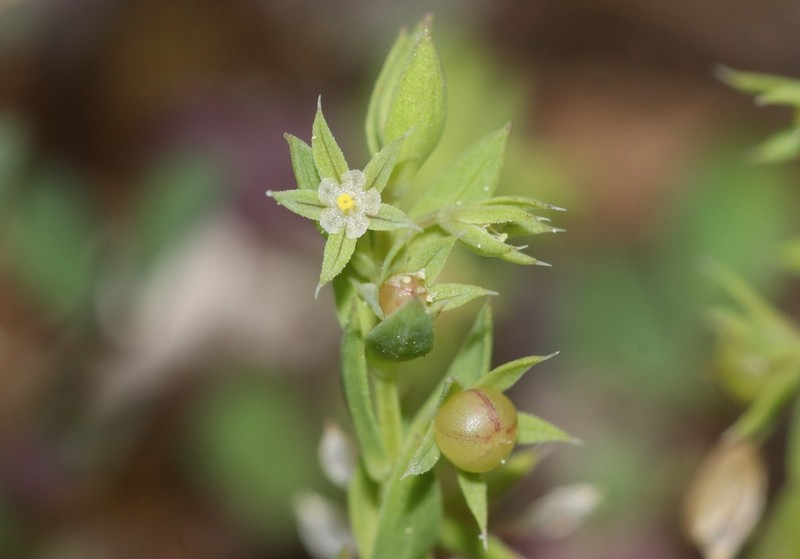 Lysimachia linum-stellatum photo 2
