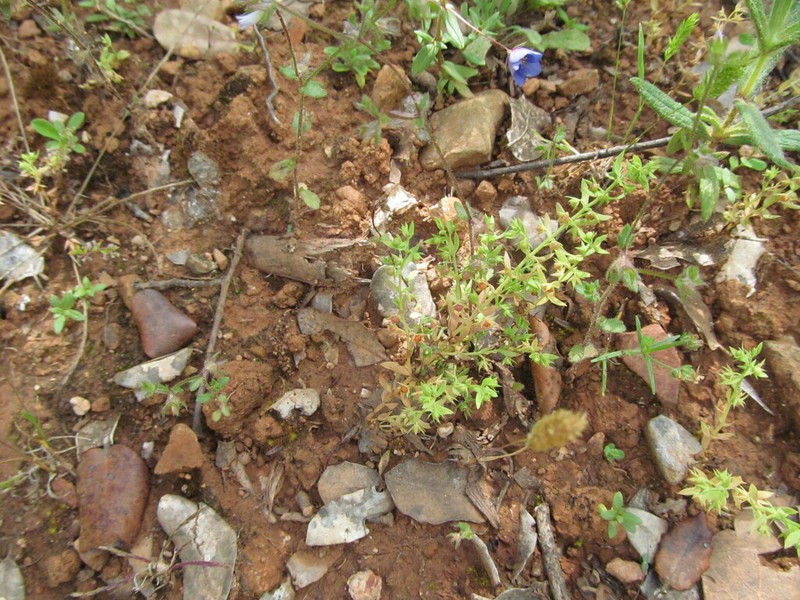 Lysimachia linum-stellatum photo 3