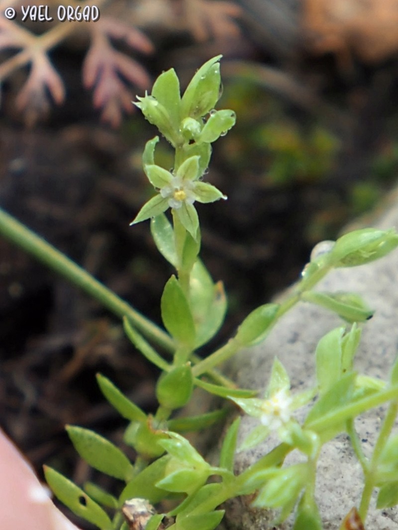 Lysimachia linum-stellatum photo 4