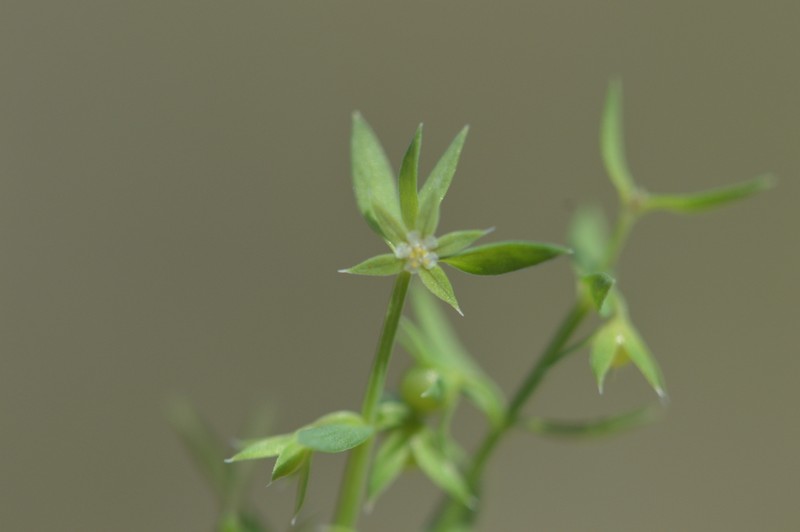 Lysimachia linum-stellatum photo 5
