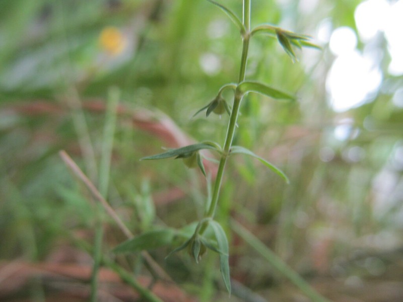 Lysimachia linum-stellatum photo 6