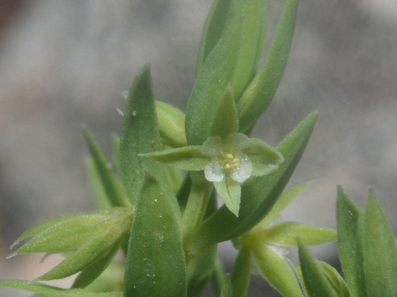 Lysimachia linum-stellatum photo 7